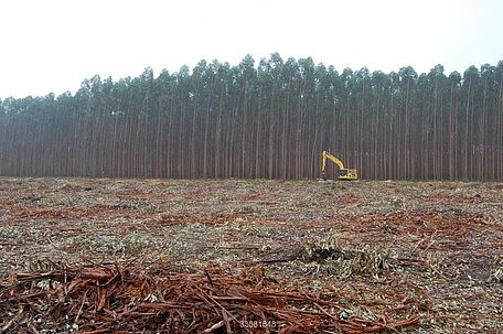 The EU wants to fight global deforestation