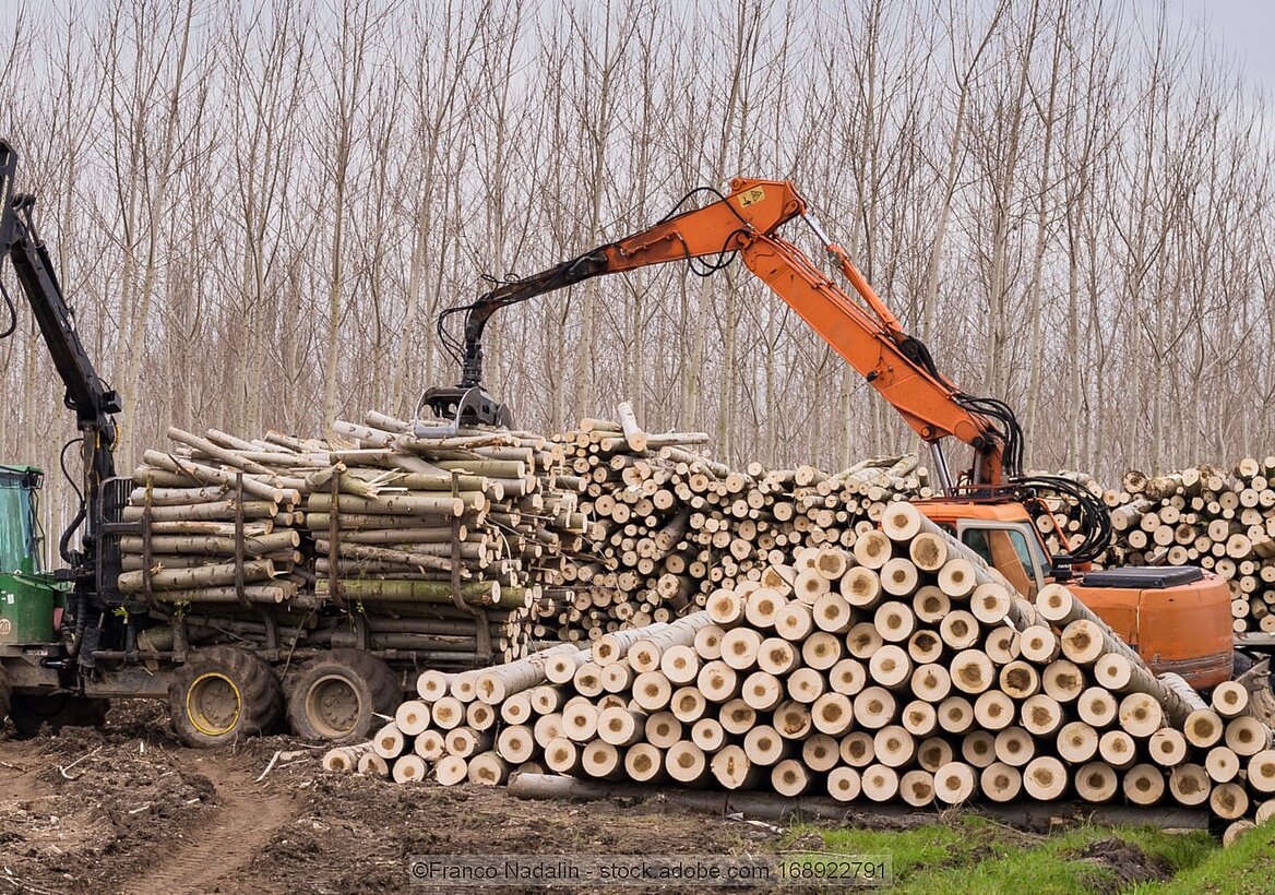 Crane puts logs an woodpile