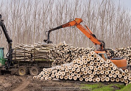 Crane puts logs on woodpile