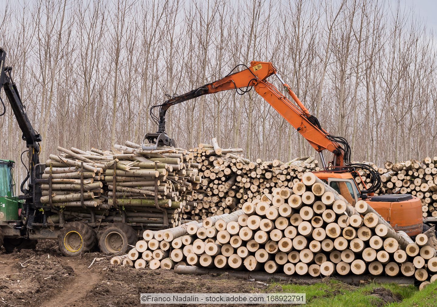 Crane-loading-wood-logs